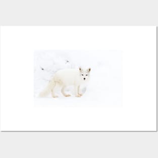 Arctic Fox Posters and Art